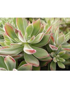 Echeveria Devotion