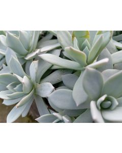 Echeveria Peaccockii