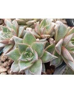 Echeveria Purpusorum