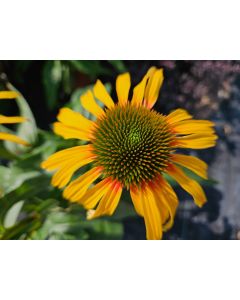 Echinacea Strawberry Mango