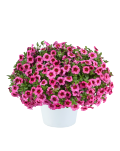 Calibrachoa Eyeconic Pink