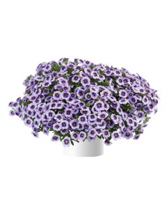 Calibrachoa Eyeconic Purple