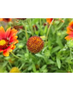 Gaillardia Gaillardia Sun Buddies Red