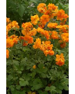 Geum Fire Storm