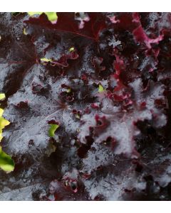 Heuchera Black Beauty