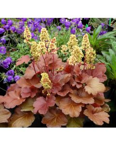 Heuchera Blondie