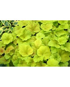 Heuchera Electric Lime