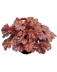 Heuchera Frosted Flame