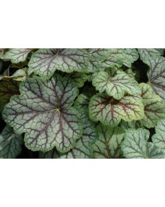 Heuchera Green Spice