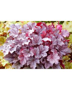 Heuchera Milan