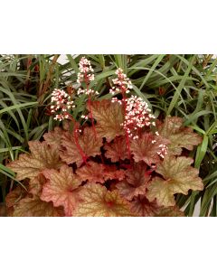 Heuchera Rio