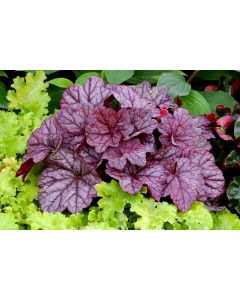 Heuchera Sugar Plum