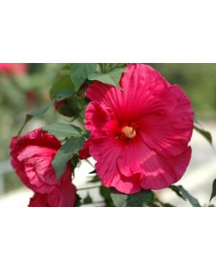 Hibiscus "Summerific" Sultry Kiss
