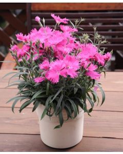 Dianthus Suntory  Pink