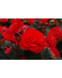 Begonia Solenia Red Improved