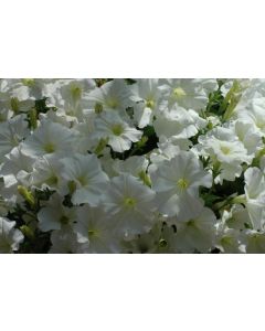 Petunia Veranda White
