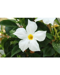 Dipladenia Bella White don 12 cm