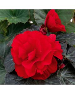 Begonia Mocca Deep Red 84 szt