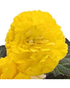 Begonia Nonstop YELLOW WITH RED BACK 264