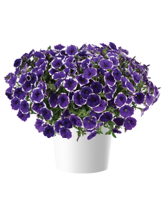 Petunia Cascadias Rim Violet 