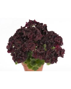Pelargonia Grandiflora Aristo Black Velvet