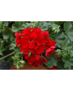 Pelargonia Allegria Early Red