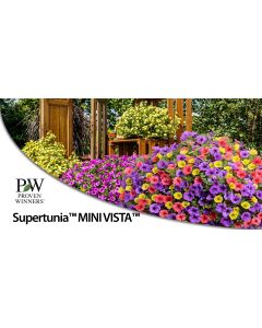  Baner Supertunia Mini Vista