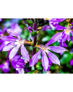 Scaevola Lilac