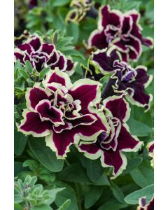 Petunia Tumbelina Superstar