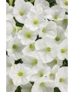 Supertunia MINI VISTA White