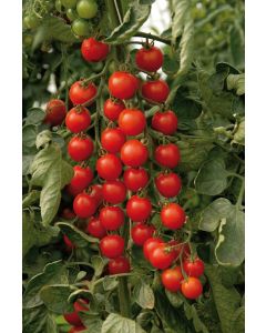 Tomato Supersweet 153