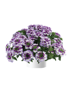 Verbena Vanessa compact Bicolor Purple