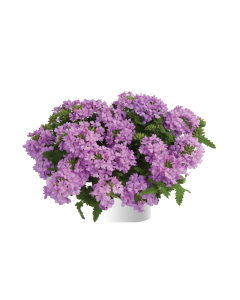 Verbena Vanessa compact Lavender