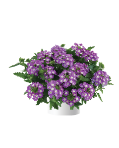 Verbena Vanessa compact Optik Lavender