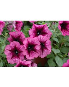 Petunia Veranda Orchid SS