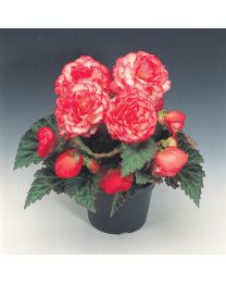 Begonia Nonstop Rose petticoat 84 szt