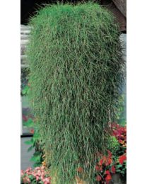 Agrostis Green Twist
