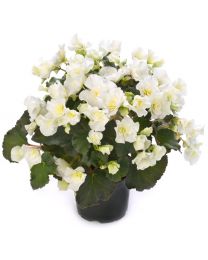 Begonia Cottage Glory White