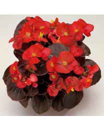 Begonia semperflorens Senator Scarlet 264 szt