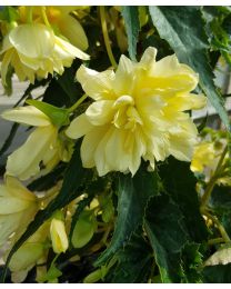 Begonia Summerwings Double Cream