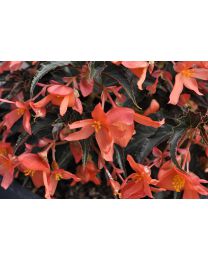 Begonia Summerwings Orange Elegance