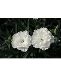 Dianthus Dinamic White