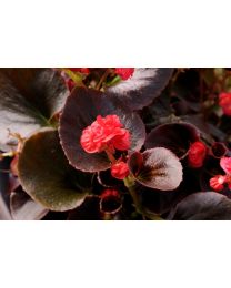 Begonia Doble Coco Red