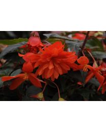 Begonia Belleconia Hot Orange