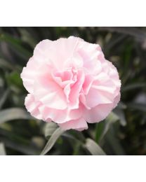 Dianthus Dinamic Pink to White