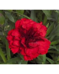 Dianthus Dinamic Red Improved