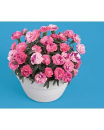 Dianthus Roselly Pink