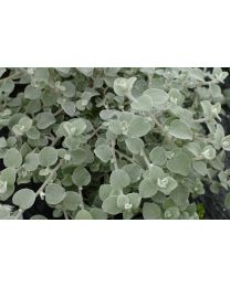 Helichrysum Silver