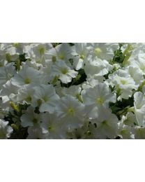 Petunia Veranda White 2022