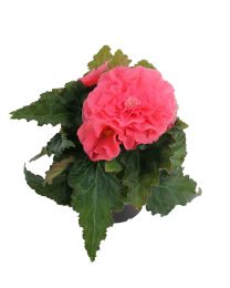 Begonia Nonstop Pink 84 szt